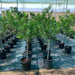Lime Tree 'Binzaheer' ليمون بن زهير - Greensouq - 