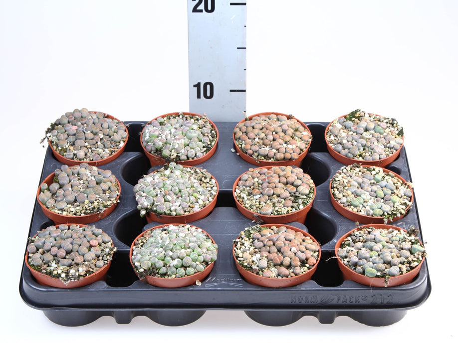 Lithops or Living Stones 8-12cm