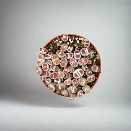 Lithops or Living Stones 8 - 12cm - Greensouq - 