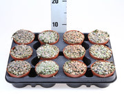 Lithops or Living Stones 8 - 12cm - Greensouq - 