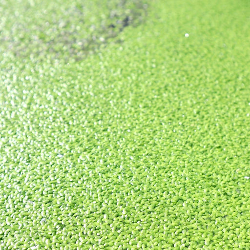 Live Floating Duckweeds "Lemna Minor" - Greensouq - 
