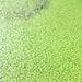 Live Floating Duckweeds "Lemna Minor" - Greensouq - 
