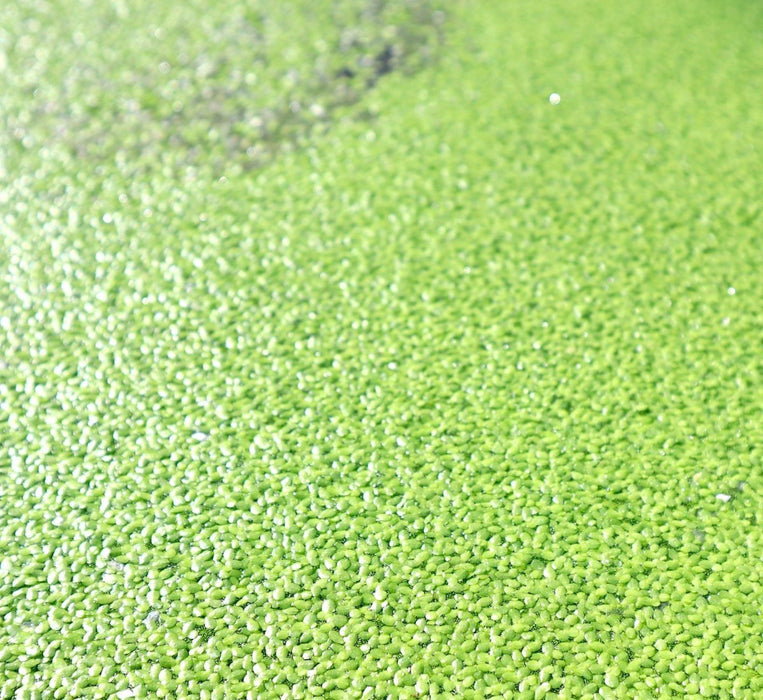 Live Floating Duckweeds "Lemna Minor" - Greensouq - 