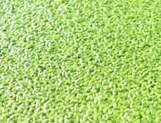 Live Floating Duckweeds "Lemna Minor" - Greensouq - 