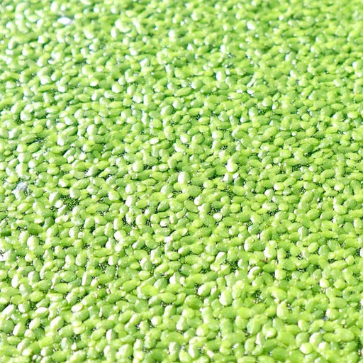 Live Floating Duckweeds "Lemna Minor" - Greensouq - 