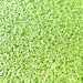 Live Floating Duckweeds "Lemna Minor" - Greensouq - 