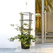 Live Mimosa Pudica 30-40cm (Sensitive Plant) Black Nursery Pot with 3 - Tier Climbing Trellis–Exotic Houseplant - Greensouq -