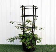 Live Mimosa Pudica 30-40cm (Sensitive Plant) Black Nursery Pot with 3 - Tier Climbing Trellis–Exotic Houseplant - Greensouq -