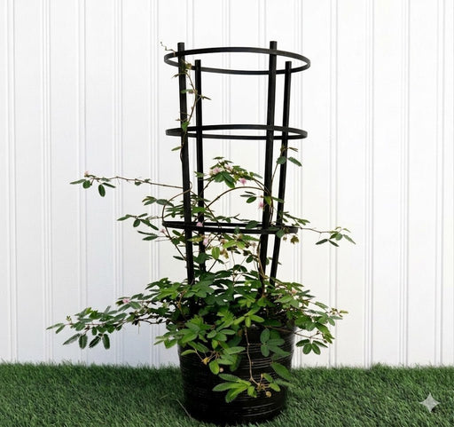 Live Mimosa Pudica 30-40cm (Sensitive Plant) Black Nursery Pot with 3 - Tier Climbing Trellis–Exotic Houseplant - Greensouq -