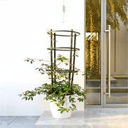 Live Mimosa Pudica 30-40cm (Sensitive Plant) Black Nursery Pot with 3 - Tier Climbing Trellis–Exotic Houseplant - Greensouq -