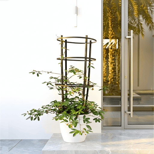 Live Mimosa Pudica 30-40cm (Sensitive Plant) Black Nursery Pot with 3 - Tier Climbing Trellis–Exotic Houseplant - Greensouq -