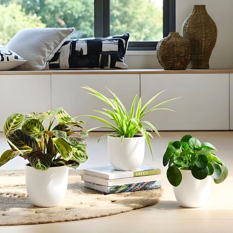 Lively Pet Friendly Trio | Indoor Houseplant Collection | Calathea Prayer Plant, Spider Plant, and Pilea 15 - 20cm - Greensouq - 