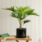 Small Livistona Palm 30 - 40cm indoor (Chinese Fan Palm) | UAE's Top Plants! - Greensouq -