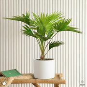 Small Livistona Palm 30 - 40cm indoor (Chinese Fan Palm) | UAE's Top Plants! - Greensouq -