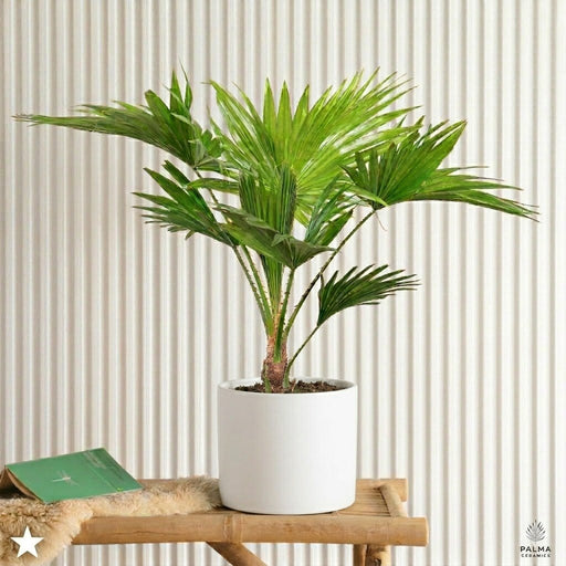 Livistona Palm 30 - 40cm indoor (Chinese Fan Palm) | UAE's Top Plants! - Greensouq - 