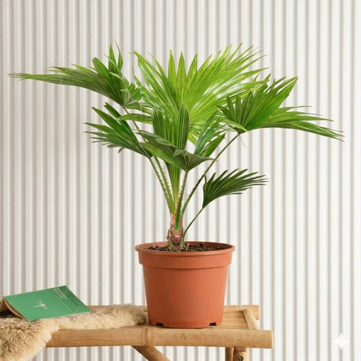 Livistona Palm 30 - 40cm indoor (Chinese Fan Palm) | UAE's Top Plants! - Greensouq - 