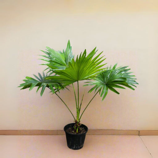 Livistona Palm | Chinese Fan Palm - Greensouq - 