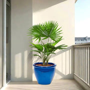 Livistona Palm | Chinese Fan Palm in Rolled Rim Pot - Greensouq -