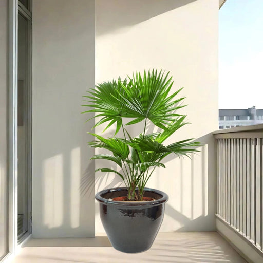 Livistona Palm | Chinese Fan palm in Rolled Rim Pot - Greensouq - 