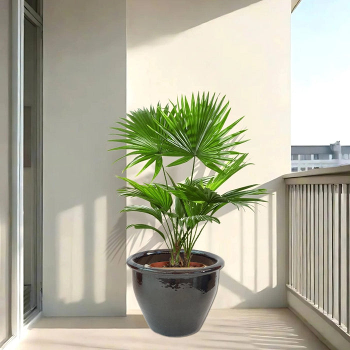 Livistona Palm | Chinese Fan palm in Rolled Rim Pot - Greensouq - 