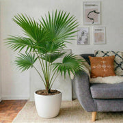 Livistona Palm (Chinese Fan Palm) | UAE's Top Plants! - Greensouq - 