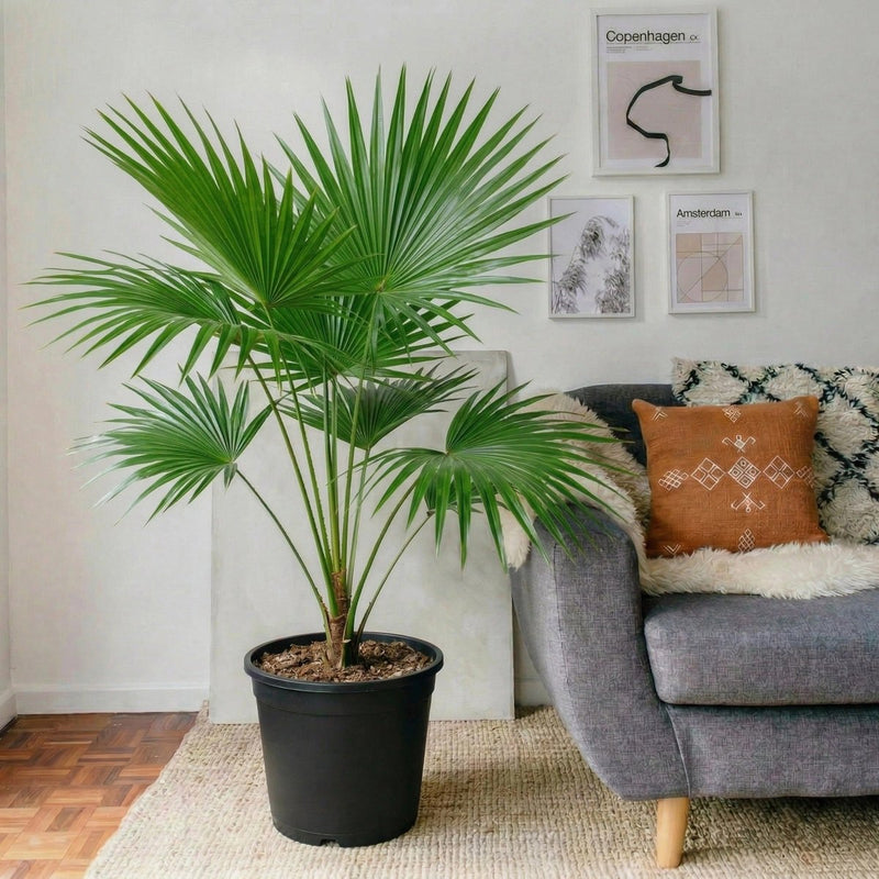 Livistona Palm (Chinese Fan Palm) | UAE's Top Plants! - Greensouq - 