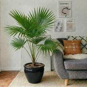 Livistona Palm (Chinese Fan Palm) | UAE's Top Plants! - Greensouq - 