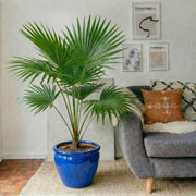 Livistona Palm (Chinese Fan Palm) | UAE's Top Plants! - Greensouq - 