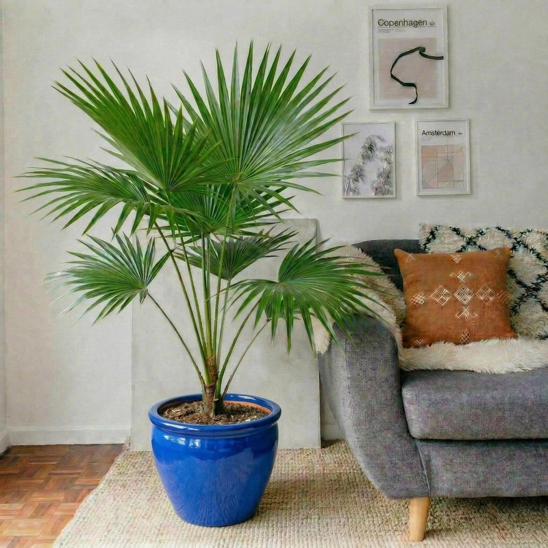 Livistona Palm (Chinese Fan Palm) | UAE's Top Plants! - Greensouq - 