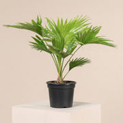 Livistona Palm (Chinese Fan Palm) | UAE's Top Plants! - Greensouq - 