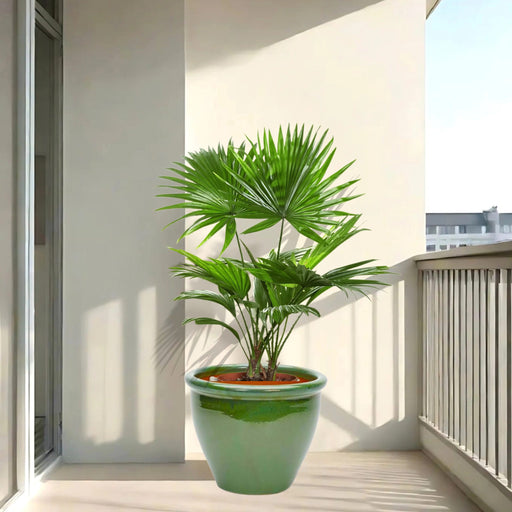livistonia palm in green rolled rim pot