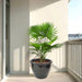 livistonia plam in black rolled rim pot