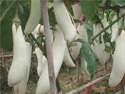 Long white Eggplant Agrimax Seeds - Greensouq - 