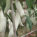 Long white Eggplant Agrimax Seeds - Greensouq - 
