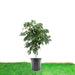 Longan Fruit 1.2 - 1.5m - Greensouq - 