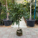 Longan Fruit 1.2 - 1.5m - Greensouq - 