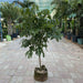 Longan Fruit 1.2 - 1.5m - Greensouq - 