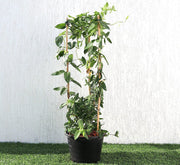 Lonicera "Honeysuckle" 0.8 - 1.0m - Greensouq - 