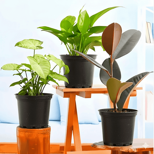Low Maintenance Indoor Plants Bundle Ideal for Home Decoration 1x Rubber Plant 20 - 30cm 1x Syngonium Podophyllum 20 - 30cm 1x Money Plant 10 - 15cm - Greensouq - 