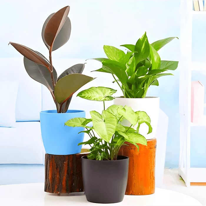 Low Maintenance Indoor Plants Bundle Ideal for Home Decoration - Greensouq - 
