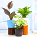 Low Maintenance Indoor Plants Bundle Ideal for Home Decoration - Greensouq - 