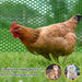 Low Price Chicken Mesh / Plastic Wire Mesh / Farm Breeding Plastic Flat Net HxW (1m x 25m) - Greensouq - 