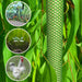 Low Price Chicken Mesh / Plastic Wire Mesh / Farm Breeding Plastic Flat Net HxW (1m x 25m) - Greensouq - 