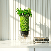 Lucky Bamboo Fish Bowl "70cm Height" - Greensouq - 