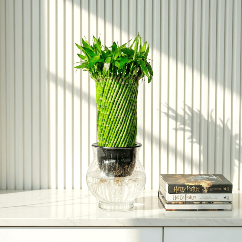 Lucky Bamboo Fish Bowl "70cm Height" - Greensouq - 