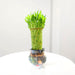 Lucky Bamboo Fish Bowl "70cm Height" - Greensouq - 