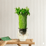 Lucky Bamboo Fishbowl (70cm) | Dubai's Best Decor! - Greensouq - 