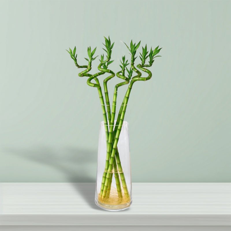 Lucky Bamboo | Indoor Bamboo Plants Sticks, Water indoor bamboo | الخيزران محظوظا - Greensouq - 