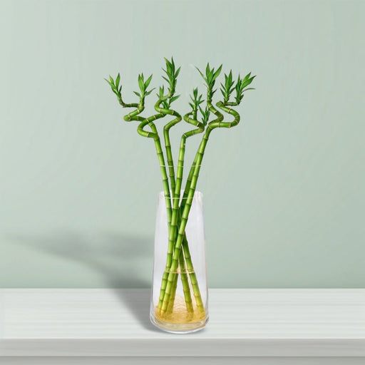 Lucky Bamboo | Indoor Bamboo Plants Sticks, Water indoor bamboo | الخيزران محظوظا - Greensouq - 
