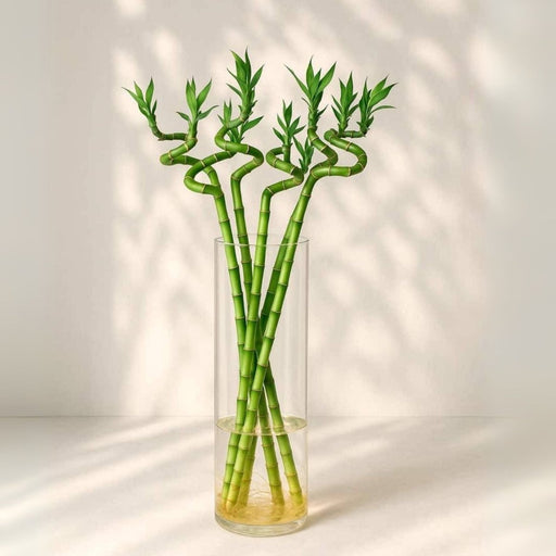 Lucky Bamboo | Indoor Bamboo Plants Sticks, Water indoor bamboo | الخيزران محظوظا - Greensouq - 